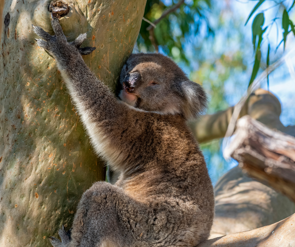 free koala at Yanchep National Park